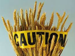 food sensitivity, intolerance and allergy depicted by a bushel of wheat with a caution tape running across it