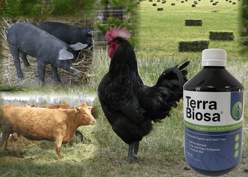 Bacteria Microbes for healthy livestock a picture of a robustly healthy rooster, cow, pig and hay crop