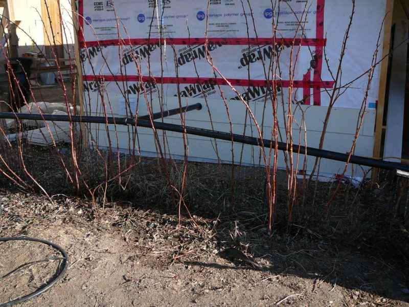Picture showing the raspberries being watered via the holes in the abs pipe