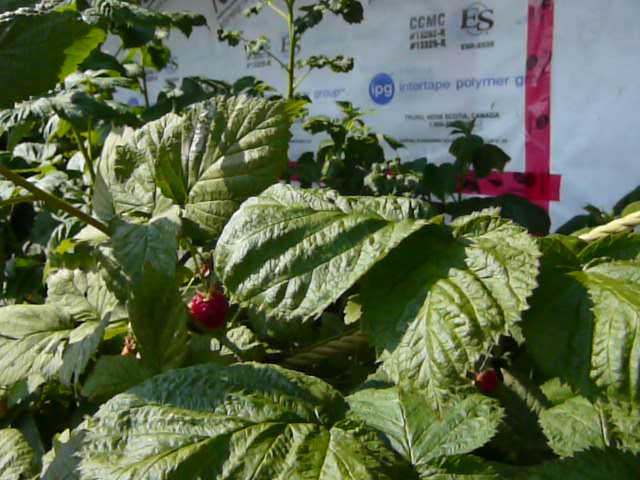 Close up of the raspberries showing the green healthy leaves with the biggest juicy fruit ever!