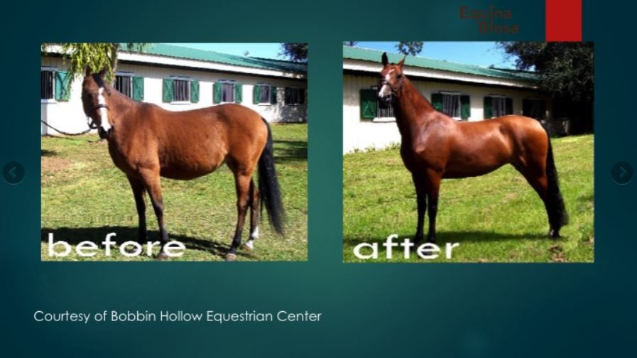picture of a horse before taking Equina Biosa and after 6 weeks of taking Equina Biosa. An amazing transformation