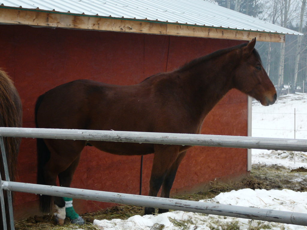 picture of Gemini standing by a red barn with his left hind leg bandaged. He looks tired.