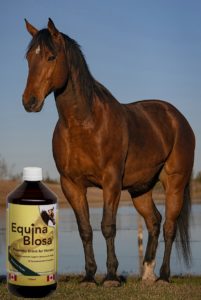 Equina Biosa and a picture of my horse Gemini who is a big bay quarter horse