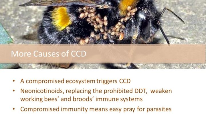 More causes of CCD are: A compromised ecosystem triggers CCD Neonicotinoids, replacing the prohibited DDT, weaken working bees’ and broods’ immune systems Compromised immunity means easy pray for parasites