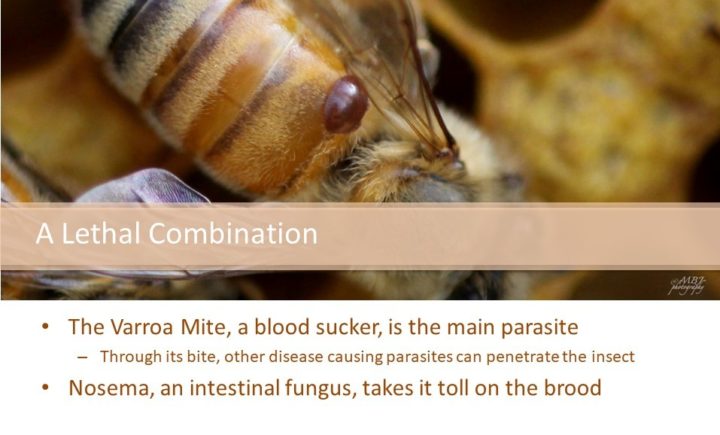A lethal combination: The Varroa Mite, a blood sucker, is the main parasite Through its bite, other disease causing parasites can penetrate the insect Nosema, an intestinal fungus, takes it toll on the brood