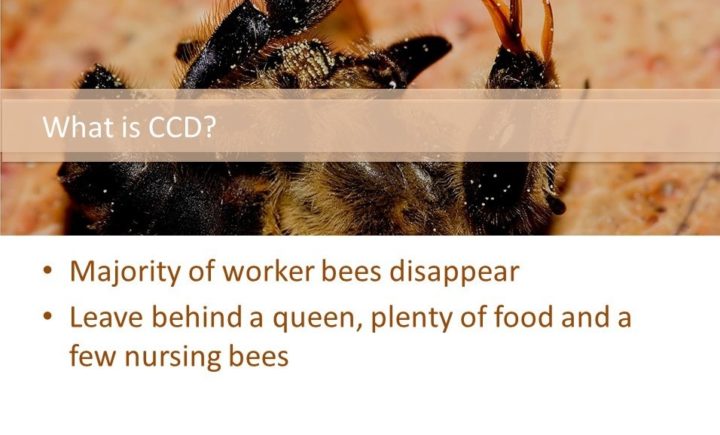What is CCD? (Colony Collapse Disease) Majority of worker bees disappear Leave behind a queen, plenty of food and a few nursing bees