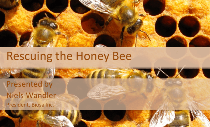 Rescuing the Honey Bee slide show cover page