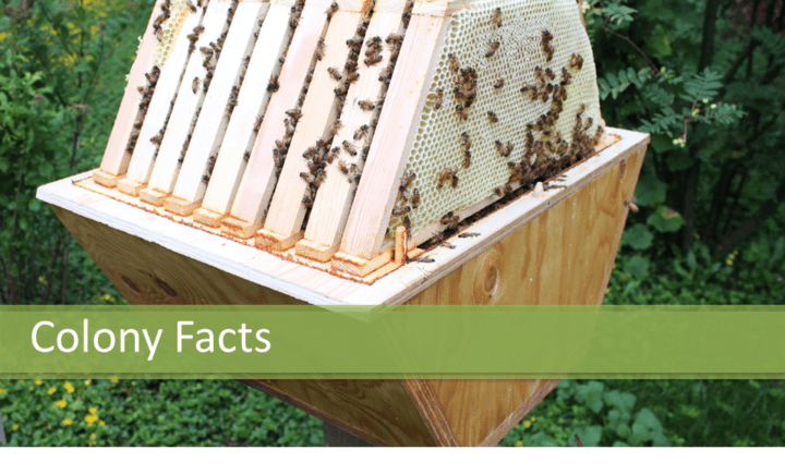 Honey Bee Colony Facts