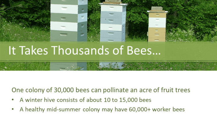 One colony of 30,000 bees can pollinate an acre of fruit trees A winter hive consists of about 10 to 15,000 bees A healthy mid-summer colony may have 60,000+ worker bees