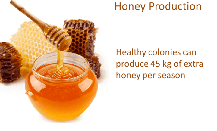 Healthy colonies can produce 45 kg of extra honey per season