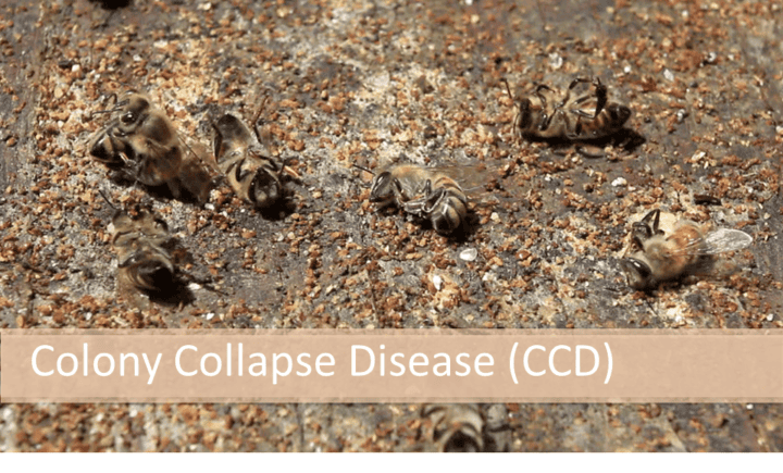 Colony Collapse Disease CCD