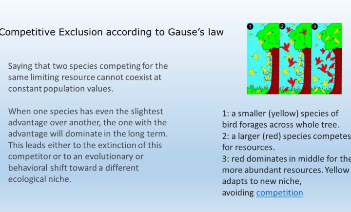 Gause Law Saying that two species competing for the same limiting resource cannot coexist at constant population values. When one species has even the slightest advantage over another, the one with the advantage will dominate in the long term. This leads either to the extinction of this competitor or to an evolutionary or behavioral shift toward a different ecological niche.