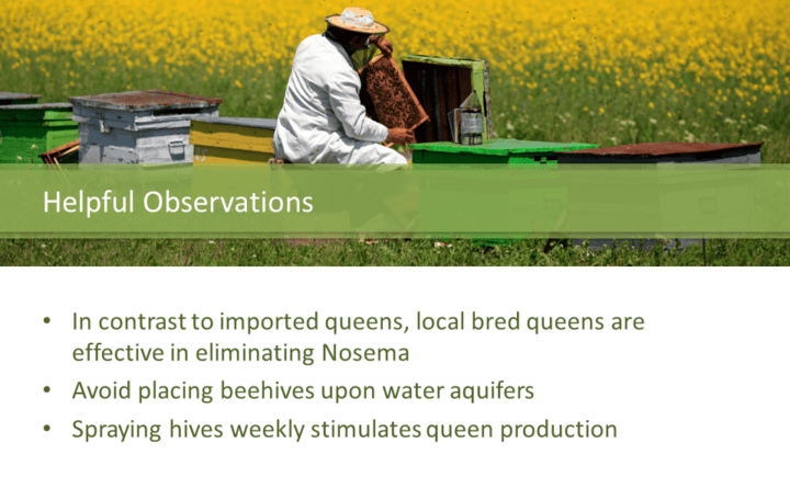Helpful observations: In contrast to imported queens, local bred queens are effective in eliminating Nosema Avoid placing beehives upon water aquifers Spraying hives weekly stimulates queen production