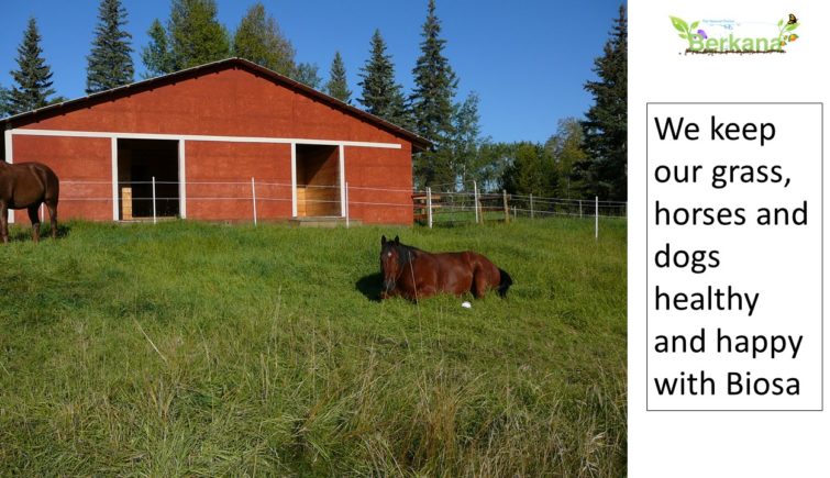 We keep our grass, horses and dogs healthy and happy with Biosa. picture of a red barn and a bay quarterhorse laying in green lush tall grass
