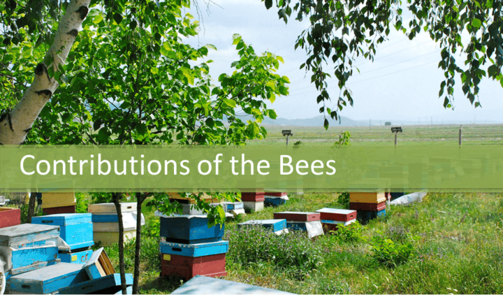 Contributions of the bees