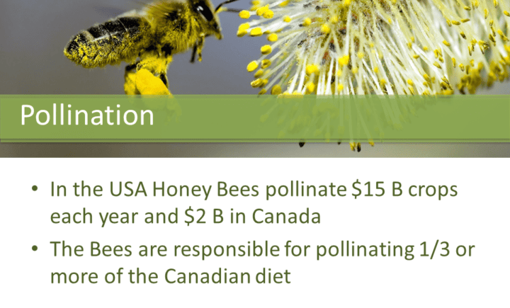 Pollination: In the USA Honey Bees pollinate $15 B crops each year and $2 B in Canada The Bees are responsible for pollinating 1/3 or more of the Canadian diet