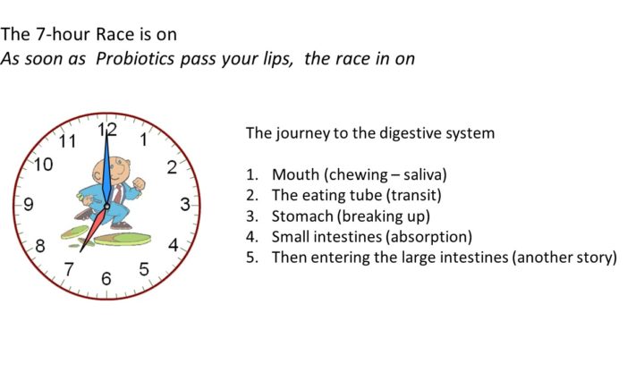 The 7-hour Race is on As soon as Probiotics pass your lips, the race in on.The journey to the digestive system Mouth (chewing – saliva) The eating tube (transit) Stomach (breaking up) Small intestines (absorption) Then entering the large intestines (another story)