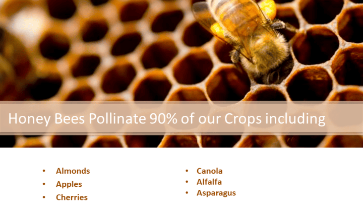 Honey Bees pollinate 90 % of our crops including, apples, cherries, almonds, asparagus, alfalfa, canola