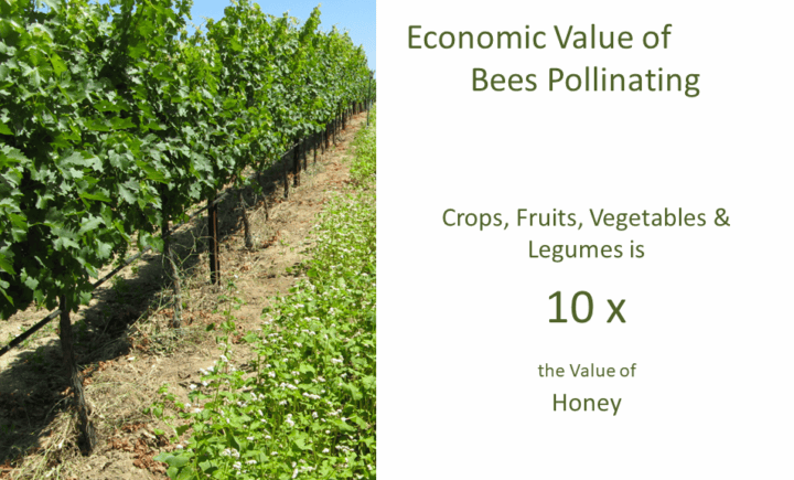 Economic Value of Bees Pollinating Crops, Fruits, Vegetables & Legumes is 10 x the Value of Honey