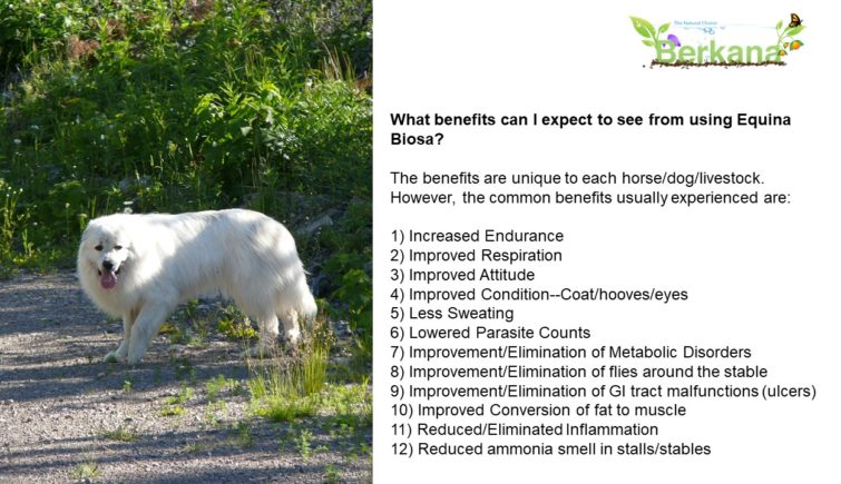What benefits can I expect to see from using Equina Biosa?   The benefits are unique to each horse/dog/livestock. However, the common benefits usually experienced are: 1) Increased Endurance 2) Improved Respiration 3) Improved Attitude 4) Improved Condition--Coat/hooves/eyes 5) Less Sweating 6) Lowered Parasite Counts 7) Improvement/Elimination of Metabolic Disorders 8) Improvement/Elimination of flies around the stable 9) Improvement/Elimination of GI tract malfunctions (ulcers) 10) Improved Conversion of fat to muscle 11) Reduced/Eliminated Inflammation 12) Reduced ammonia smell in stalls/stables picture of a great pyrenes with a fabulous coat