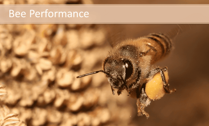 Bee Performance