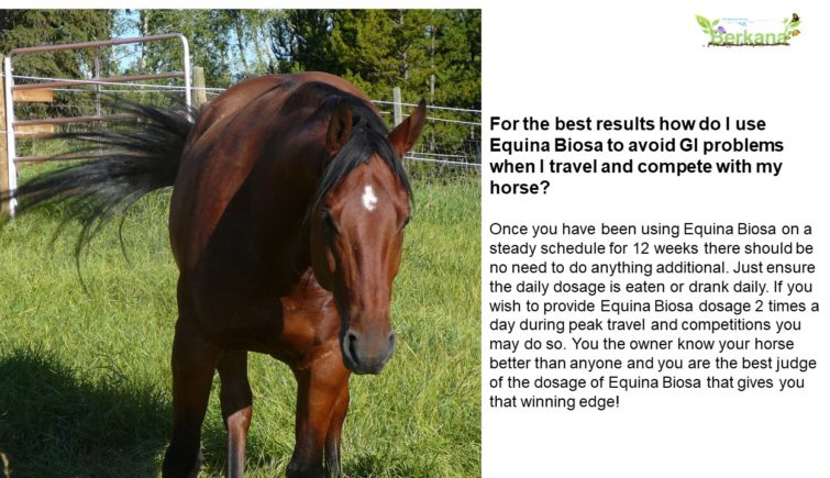 For the best results how do I use Equina Biosa to avoid GI problems when I travel and compete with my horse? Once you have been using Equina Biosa on a steady schedule for 12 weeks there should be no need to do anything additional. Just ensure the daily dosage is eaten or drank daily. If you wish to provide Equina Biosa dosage 2 times a day during peak travel and competitions you may do so. You the owner know your horse better than anyone and you are the best judge of the dosage of Equina Biosa that gives you that winning edge! a picture of gemini my quarter horse with a gleaming coat