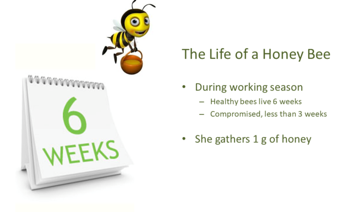 The Life of a Honey Bee During working season Healthy bees live 6 weeks Compromised, less than 3 weeks She gathers 1 g of honey