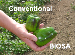picture showing a conventional grown vs a Terra 
biosa grown green pepper. The biosa grown is twice the size.