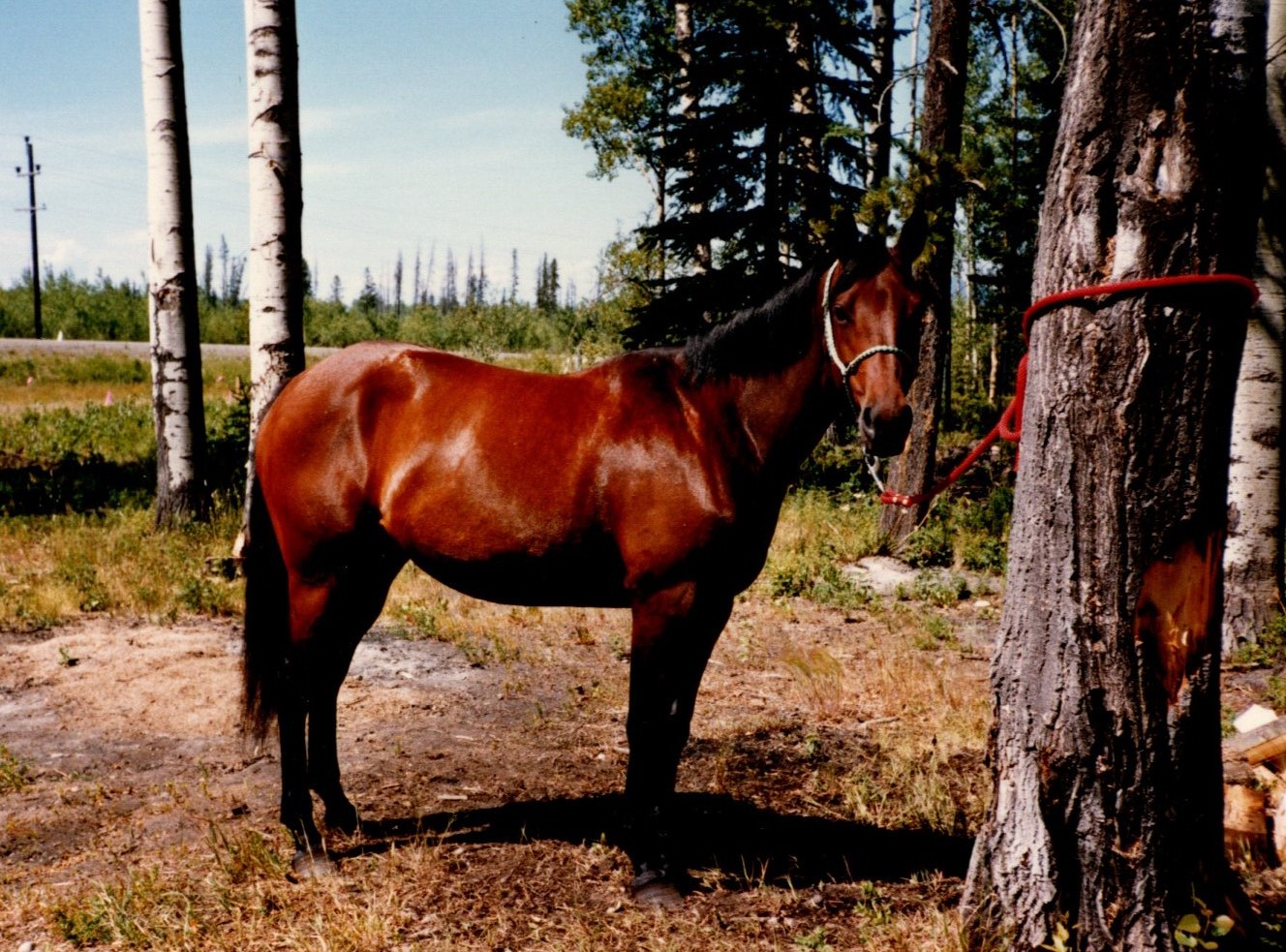 Partner Up Workshop - Unlock Your Potential - Lady Bar Saleen A picture of my bay mare lady