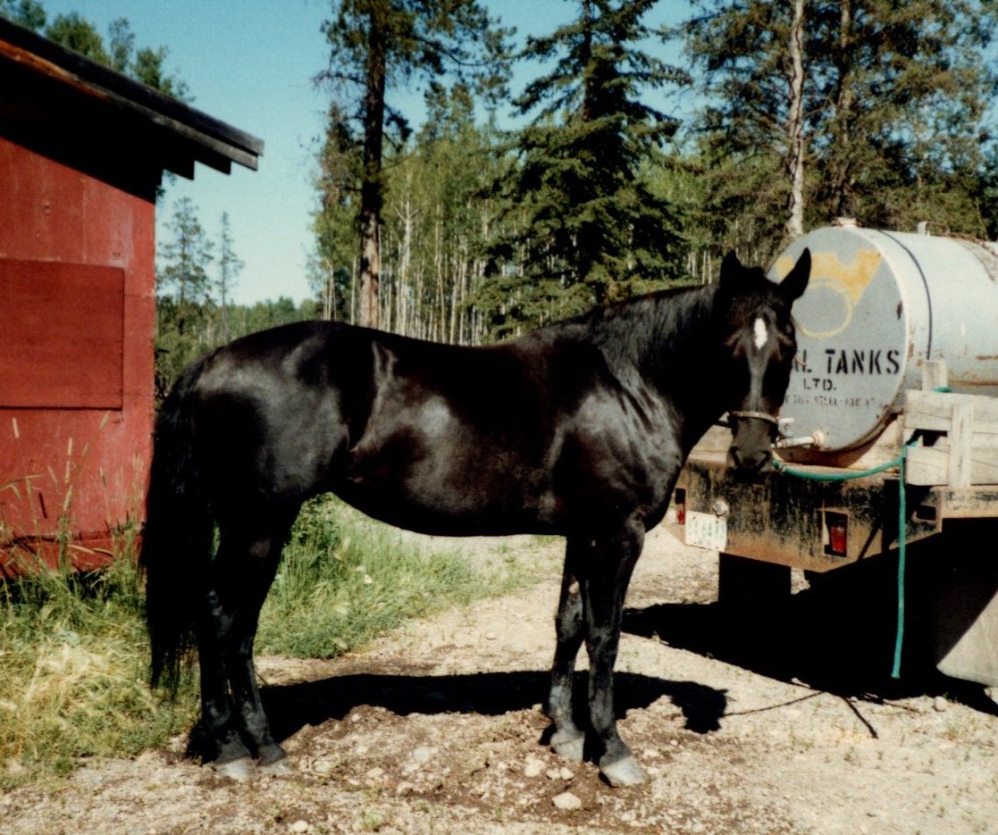 Partner Up Workshop - Cohete  Picture of my black standardbred mare