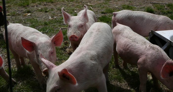 5 landrace/York piglets being raised on farm
