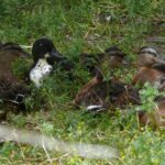 About Berkana P1010591